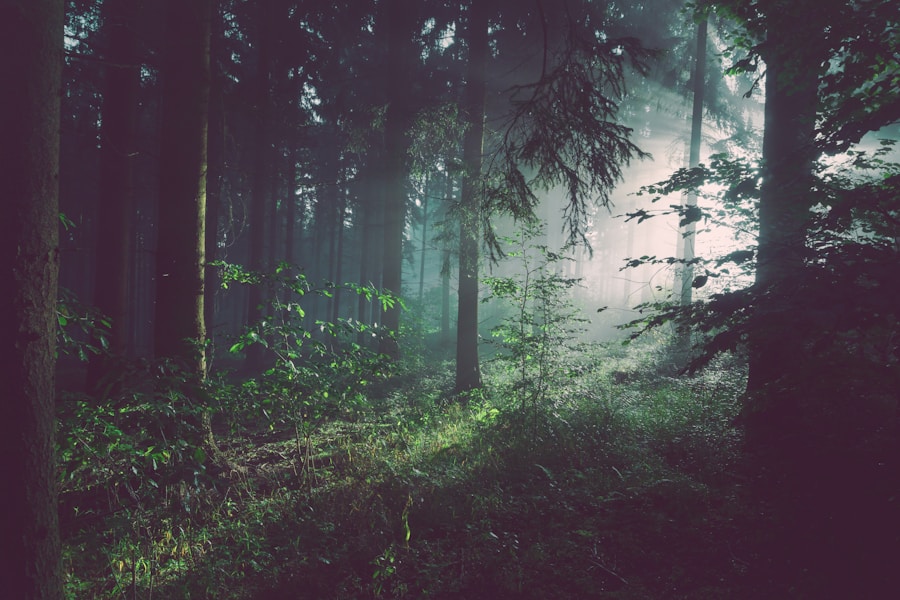 Tropical Forest